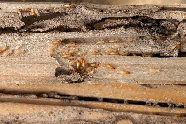 Best Emergency Pest Control  in Warrensville Heights, OH